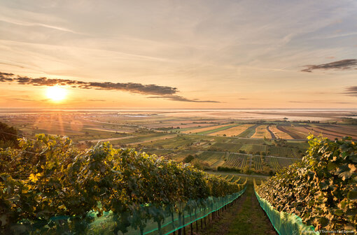 Wein-Erlebnisreise Neusiedlersee Wein-Erlebnisreise Neusiedlersee